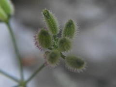 Torilis arvensis heterophylla