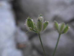Torilis arvensis heterophylla
