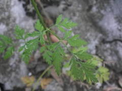 Torilis arvensis heterophylla