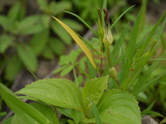 Ceropegia anantii