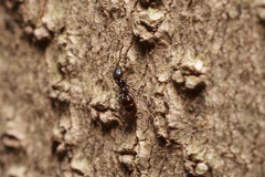 Ochetellus glaber