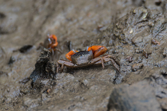Metaplax elegans
