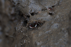 Metaplax elegans