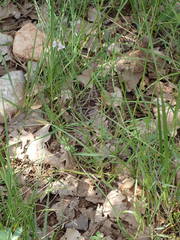Torilis arvensis heterophylla
