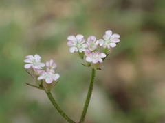 Torilis arvensis heterophylla