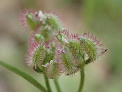 Torilis arvensis heterophylla