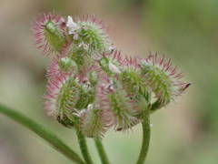 Torilis arvensis heterophylla