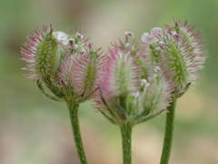 Torilis arvensis heterophylla