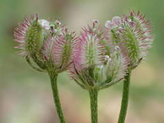 Torilis arvensis heterophylla