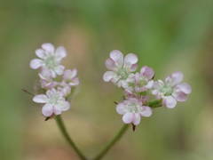 Torilis arvensis heterophylla