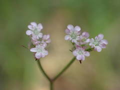 Torilis arvensis heterophylla