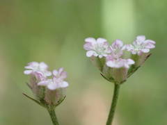 Torilis arvensis heterophylla