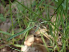 Torilis arvensis heterophylla