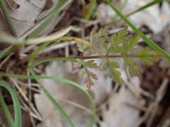 Torilis arvensis heterophylla