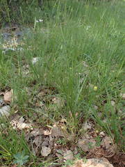 Torilis arvensis heterophylla