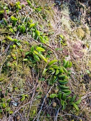 Bulbophyllum shepherdii