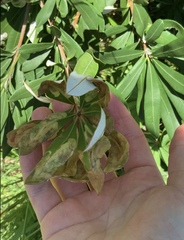 Stegommata sulfuratella