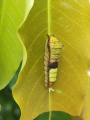 Graphium macfarlanei