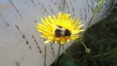 Eristalis oestracea