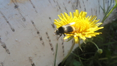 Eristalis oestracea