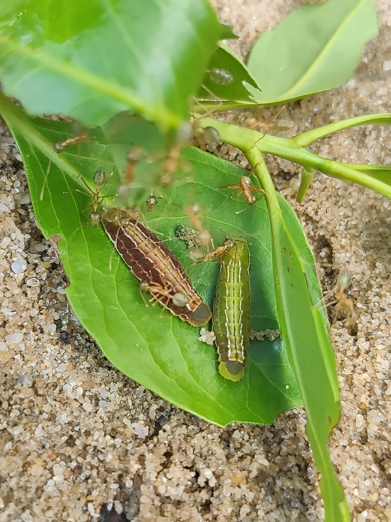 Black-spotted Flash