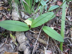 Habenaria arenaria