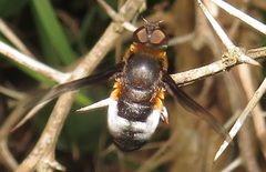 Exoprosopa dimidiata