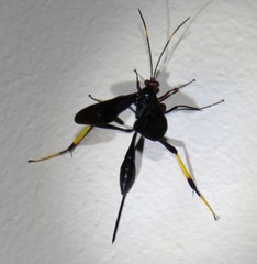 Osprynchotus gueinzii