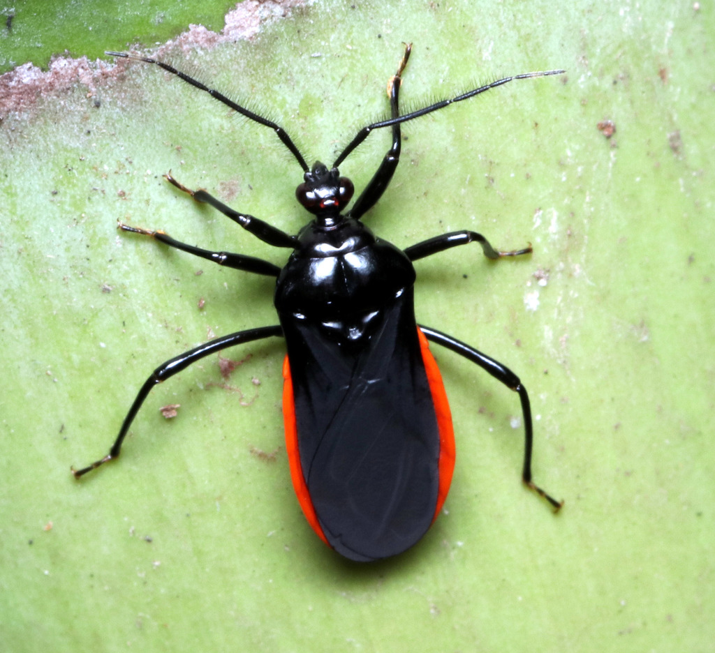 Ectrichodiini