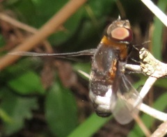 Exoprosopa dimidiata