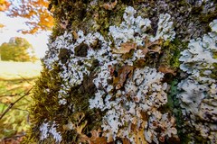 Ricasolia amplissima