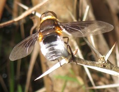 Exoprosopa dimidiata