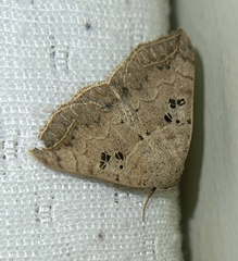 Blasticorhinus