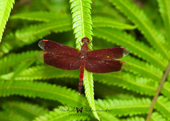 Neurothemis terminata