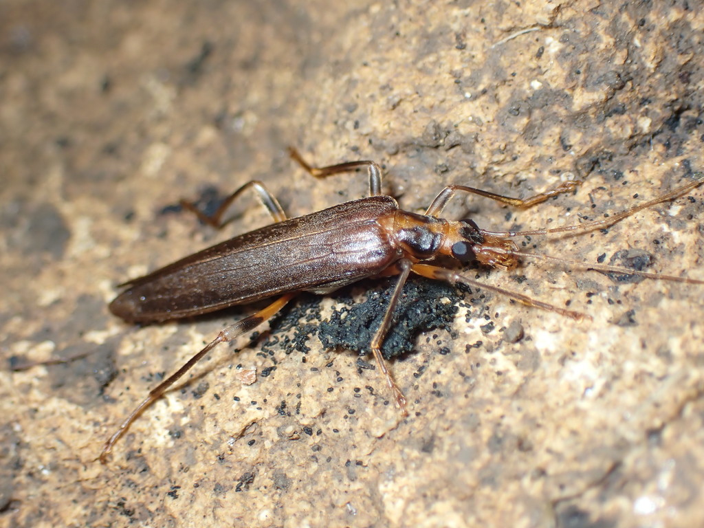 Oedemera femoralis