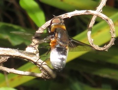 Exoprosopa dimidiata