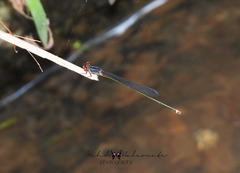 Prodasineura autumnalis