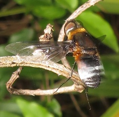 Exoprosopa dimidiata