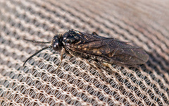 Empria