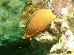 Notocypraea