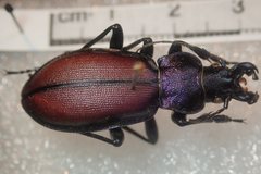 Carabus schoenherri