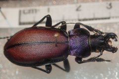 Carabus schoenherri