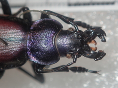 Carabus schoenherri