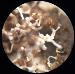 Polycephalomyces tomentosus