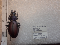 Carabus schoenherri