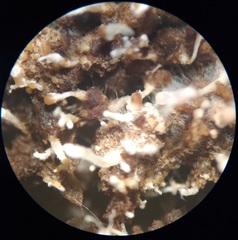 Polycephalomyces tomentosus