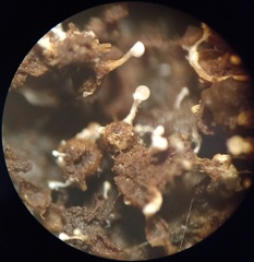 Polycephalomyces tomentosus