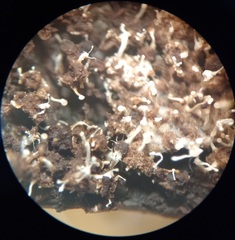 Polycephalomyces tomentosus