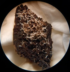 Polycephalomyces tomentosus