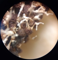 Polycephalomyces tomentosus